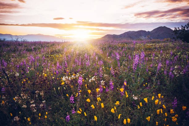Best Places To Camp In Southern California 3 Anza-Borrego Desert State Park– Remote Solitude and Desert Vistas