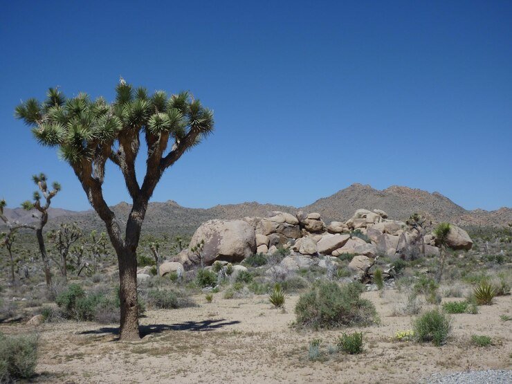 Best Places To Camp In Southern California 2 Joshua Tree National Park– Camp Beneath the Stars in Southern California