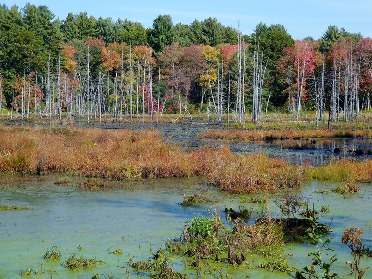 Best Places To Camp In Michigan 7 Mountain view and forest trails at Porcupine Mountains wilderness campground