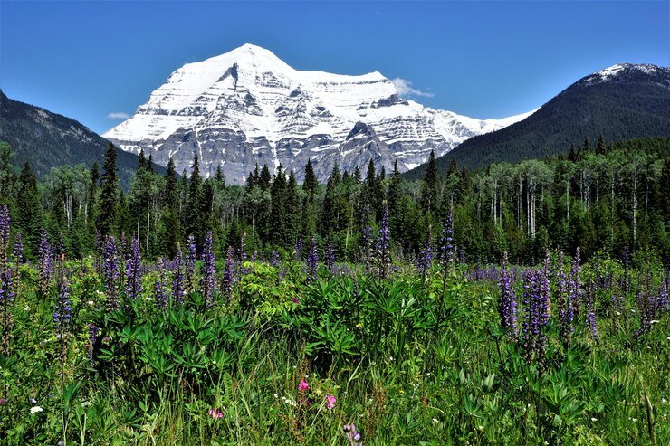 Tent camping with views of Mount Rainier, a top Washington camping spot